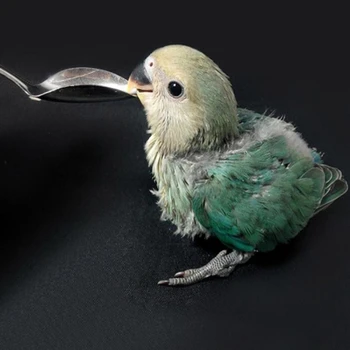 Papagaio De Alimentação Colher De Metal De Aço Inoxidável De Leite Em Pó Alimentação Colher Janela Alimentador Do Pássaro